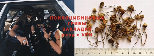 PSILOCYBIN Верея